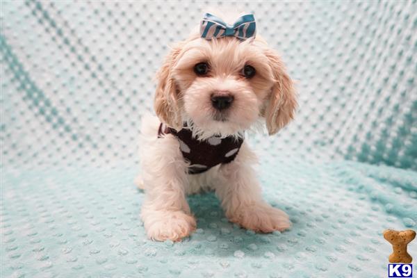 lvpuppyheaven Picture 2